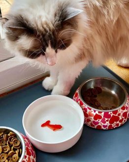 Vandskål med Guldfisk til Kat